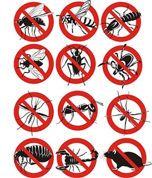 obtener un precio de una empresa de exterminio que puede terminator las abejas de su hogar o negocio en Canutillo Texas y ayudarle a prevenir futuras infestaciones